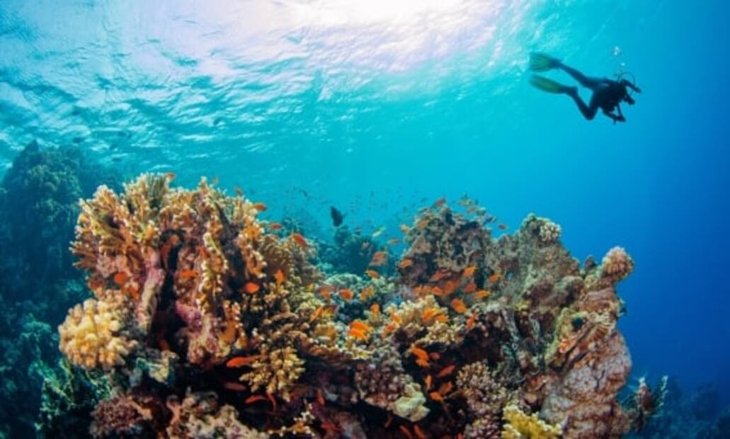 Qué hay en el fondo del Gran Agujero Azul, en Belice