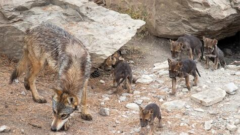 Nacen 8 crías de lobo gris mexicano en el Museo del Desierto de Saltillo