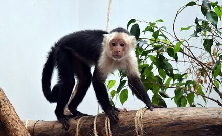 Mono capuchino, sano pero estará en cuarentena 3 meses: Sedema