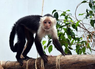 Mono capuchino, sano pero estará en cuarentena 3 meses: Sedema