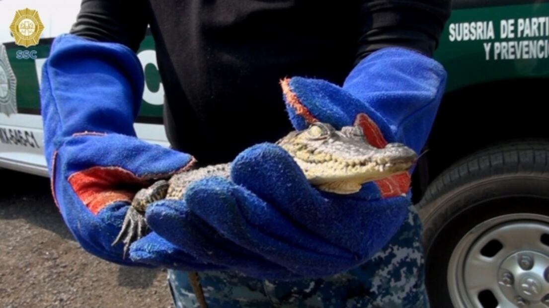 Rescatan a cocodrilo que deambulaba muy campante en calles de la colonia Morelos, CDMX