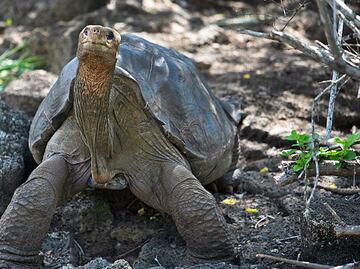 Tortuga de las Islas Galápagos podría tener la clave sobre la longevidad