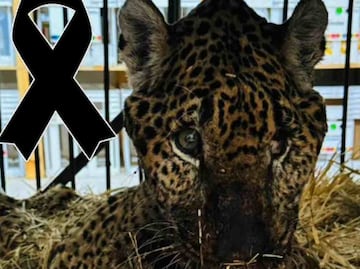 Muere “Pacus”, jaguar rescatado en Pacula, Hidalgo