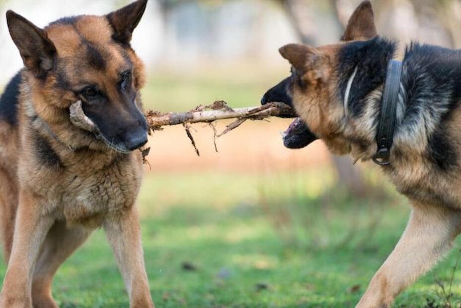 Cómo distinguir entre una pelea y un juego en perros. Fuente: Freepik.