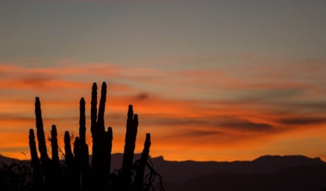 Qué hacer en San Quintín, mágico lugar en México con playas y cactus gigantes
