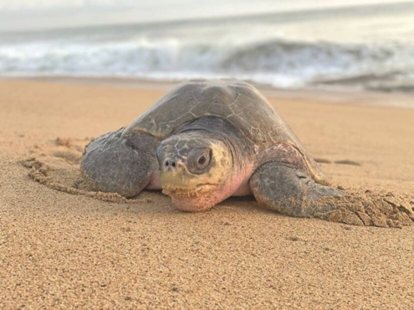 Tortuga golfina, bajo el cuidado de comuneros