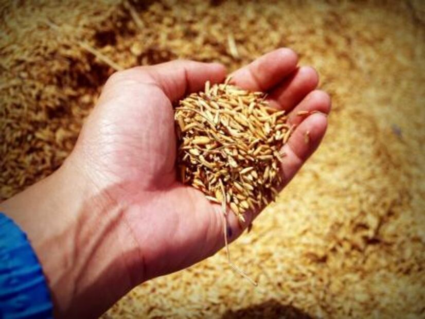 El arroz y trigo pierden beneficios por el cambio climático 