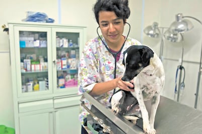 UNAM: la rabia no sólo se transmite por la mordedura canina, otras especies la propagan 