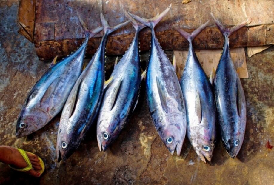 iPescado, para comprar pescados y mariscos mexicanos sostenibles