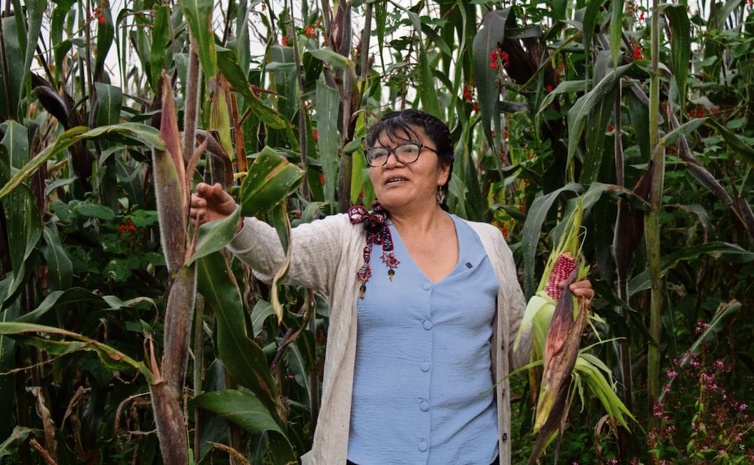 En el pueblo de Santa Ana Tlacotenco, en la alcaldía Milpa Alta, Laurencia Melo lucha por mantener viva la cosecha del maíz nativo, pese a la falta de maquinaria y de ganancias económicas. Foto: Fernanda Zamora / EL UNIVERSAL