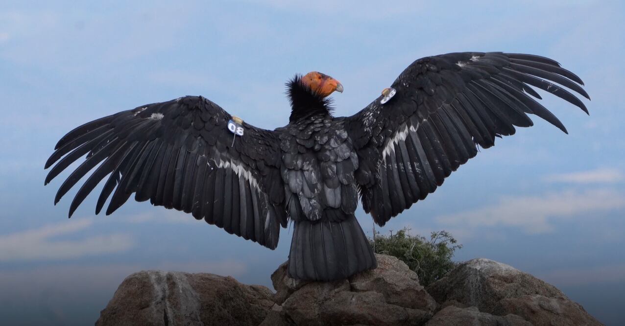 1-Condor 08 azul, adoptado y bautizado Amaru es un dios Inca, representa una serpiente alada y se cree que provee lluvia a los campos. La envergadura del cóndor de las californias llega a medir los 3 metros de punta apunta, la quinta ave mas grande por estas características. Foto: Patricio Robles Gil