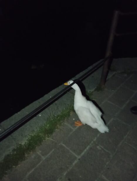 Regresan a pato al Lago de Chapultepec Foto: Especial/El Universal