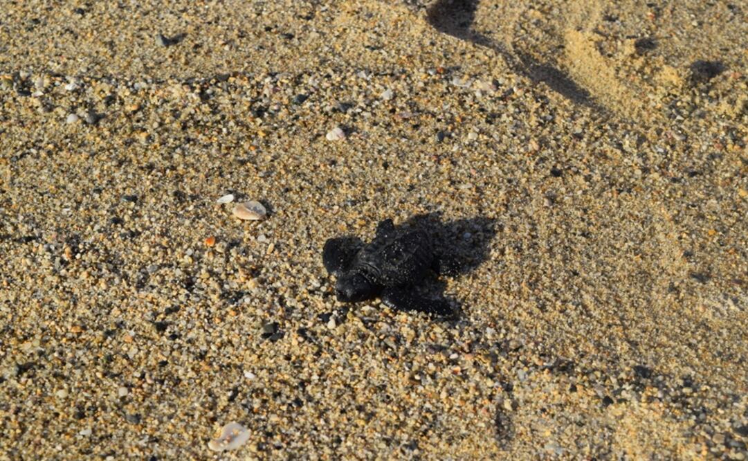 Liberación de tortugas en playas de Oaxaca