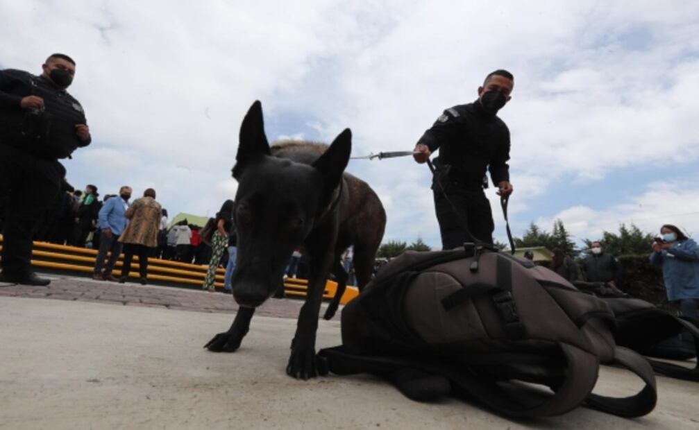 Perritos encabezan operativo para revisar mochilas en Edomex y evitar ingreso de armas a escuelas