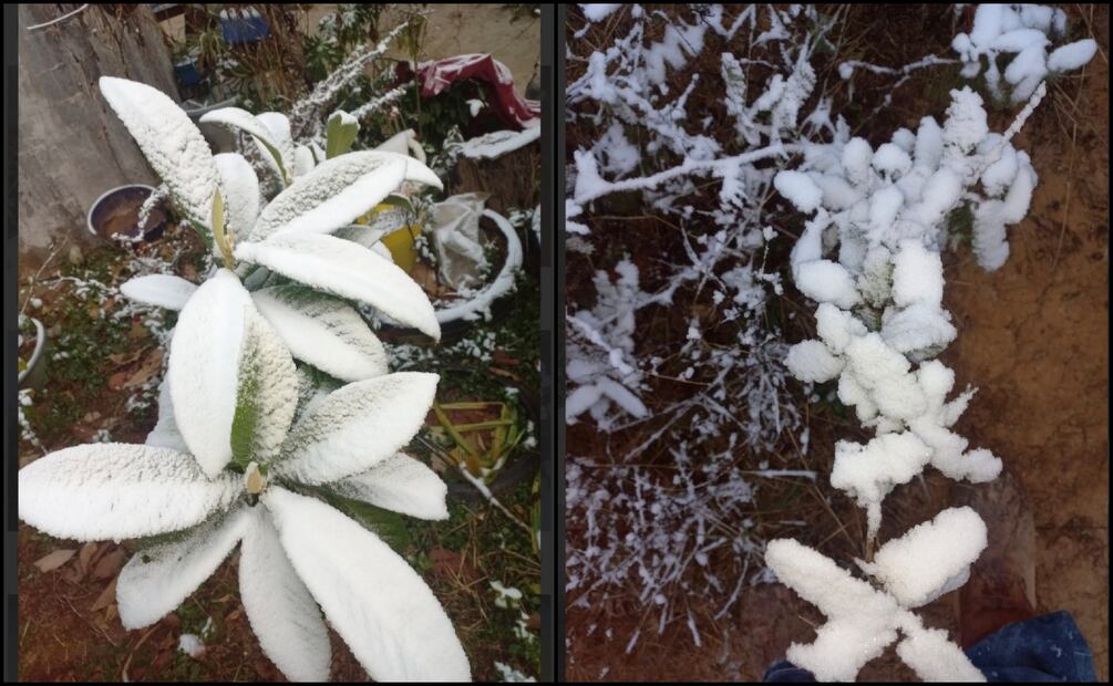 nevadas en municipios de Guanajuato. Foto: Especial
