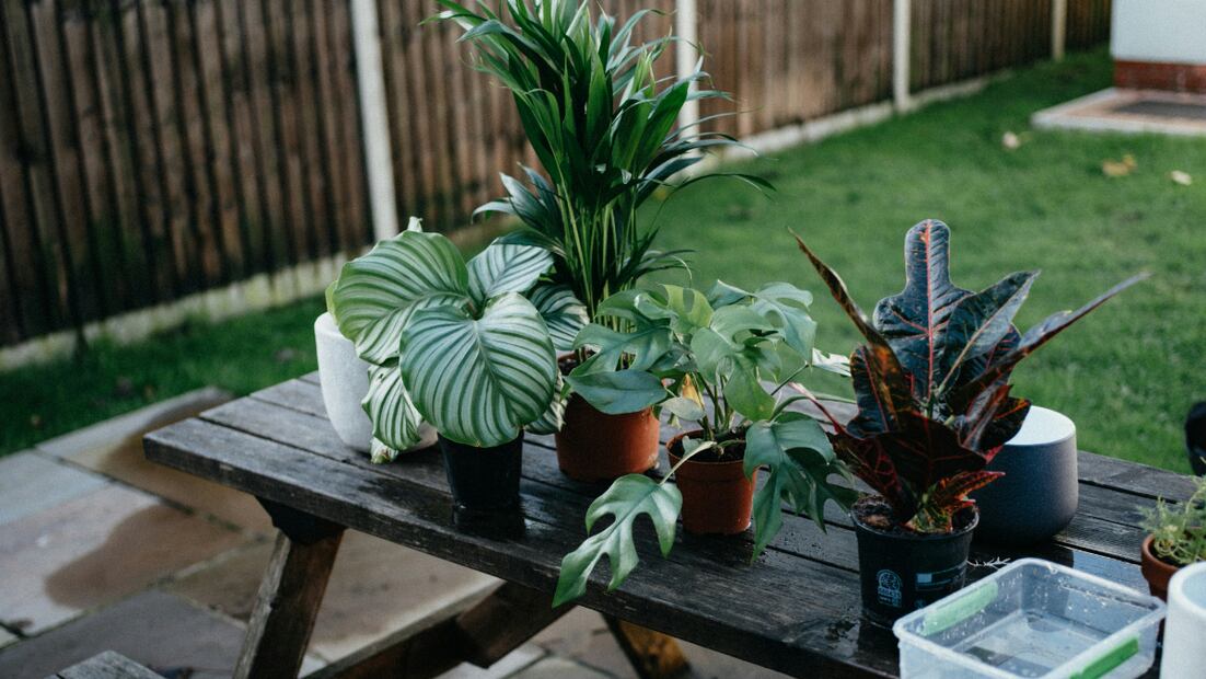 Regalar una planta en Navidad que requiere cuidados muy específicos puede generar más estrés que alegría. Fuente: Unsplash