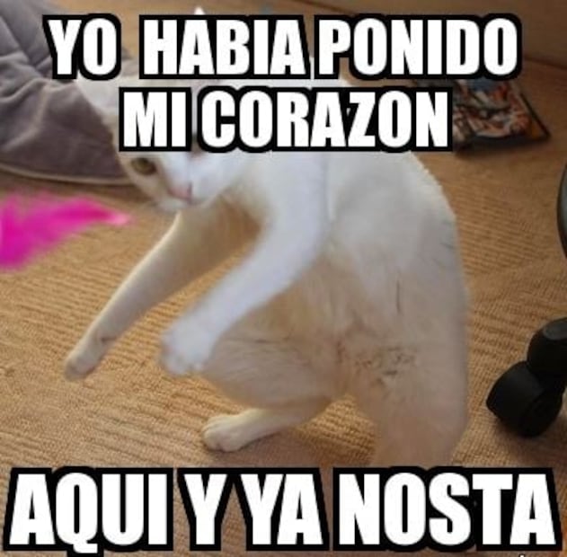 Vamos a celebrar el día del gato con los mejores 5 memes