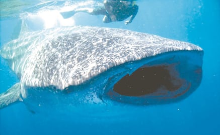 Un gigante en peligro prefiere a México