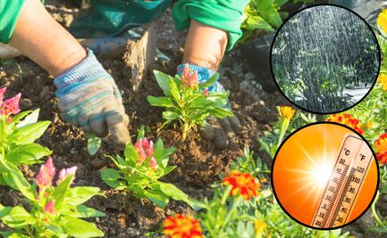 ¿Qué flores son las mejores para sembrar este verano?; conoce algunos tips para cuidar tus plantas en temporada de lluvias