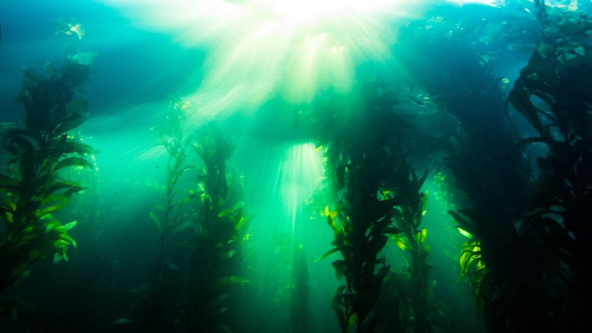 El quelpo vive en el Ártico, pero también en regiones como Australia y las costas de California. Foto: BBC
