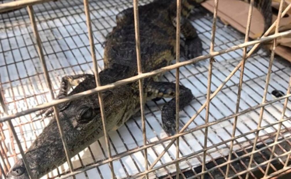 Creyó que era una caja con basura, pero tenía un cocodrilo en la GAM
