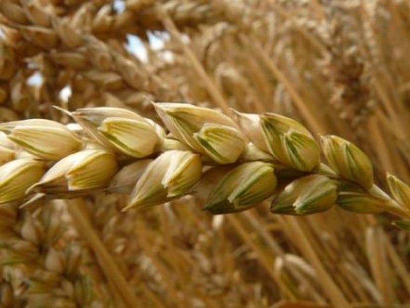 Alimentos que debe contener una comida ideal según científicos de Harvard