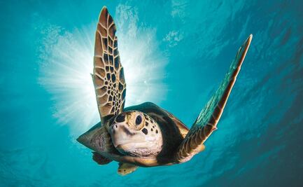 Proyecto espacial para cuidar especies marinas