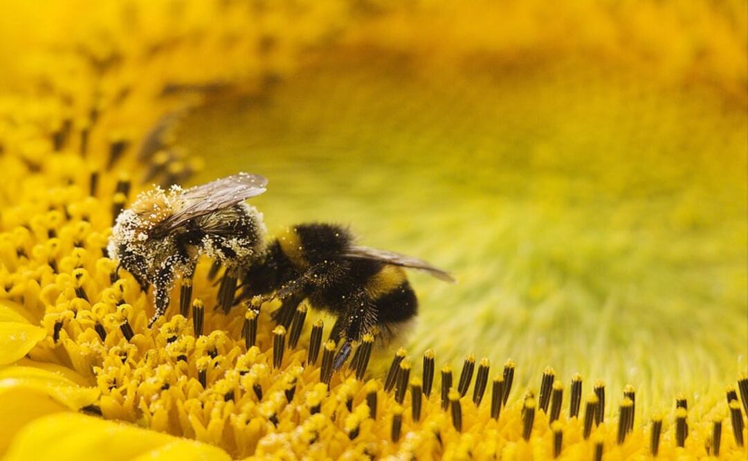 Two bees collect pollen from a sunflower in Ultrecht - Photo: Michael Kooren/REUTERS