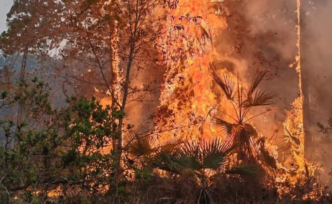 Incendio forestal activo en la Reserva de la Biosfera Tehuacán-Cuicatlán en Oaxaca (08/05/2025). Foto: Especial