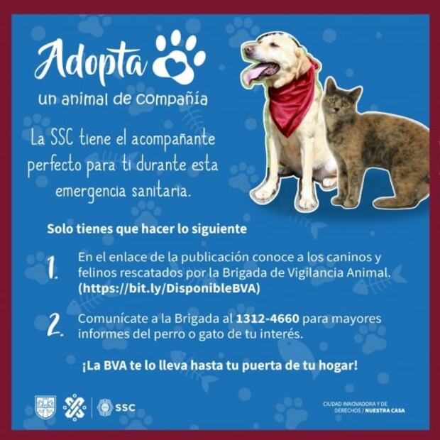 Adoptan a mascotas para aprovechar el quédate en casa
