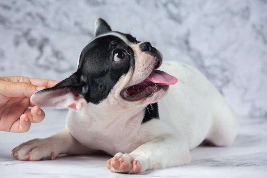 Identifican causas comunes de porque mi perro se muerde las uñas. Fuente: Freepik.