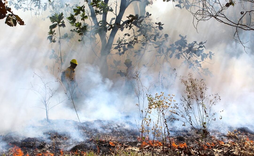 Foto: Twitter @CONAFOR