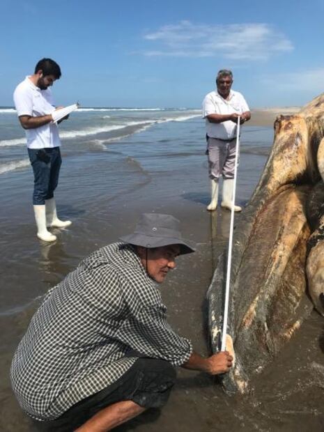 Localizan cuerpo de ballena en playas de Sinaloa