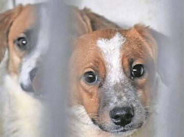 Por maltrato animal sentencian a un hombre a 16 meses de prisión en Guadalajara