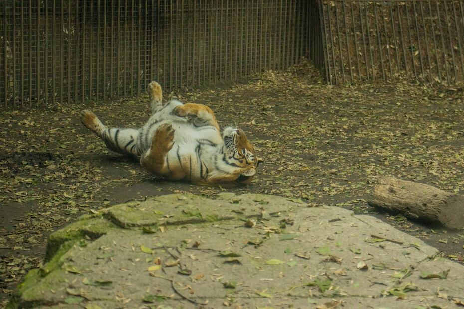 Zoológico de Chapultepec. Foto: Unsplash