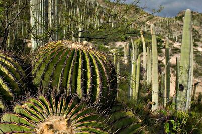 Tehuacán-Cuicatlán: la maravilla que no pudo ser Patrimonio Mundial