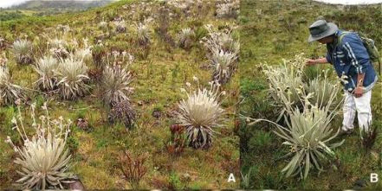 Nombran nueva planta en honor a Juan Manuel Santos