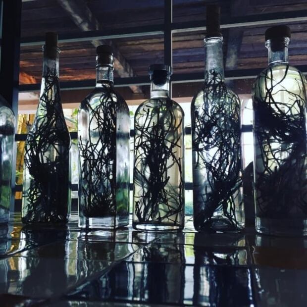 Descubre la raíz de oro y su poder analgésico 