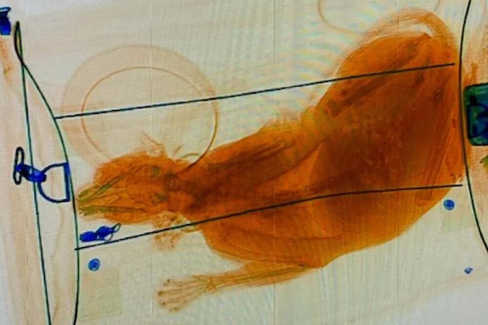 El animal que viajaba en la valija quedó expuesto por los rayos X del aeropuerto. FOTO: @TSA / Twitter