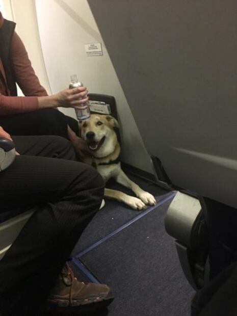 Perro muerde a una niña al abordar un avión de pasajeros en EU