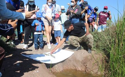 Liberan a crías de cocodrilo americano en laguna de Chiricahueto en Sinaloa 