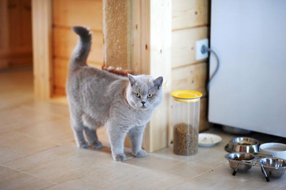 Eliminar el marcaje de orina de gato requiere una limpieza rápida y adecuada. Fuente: Freepik.