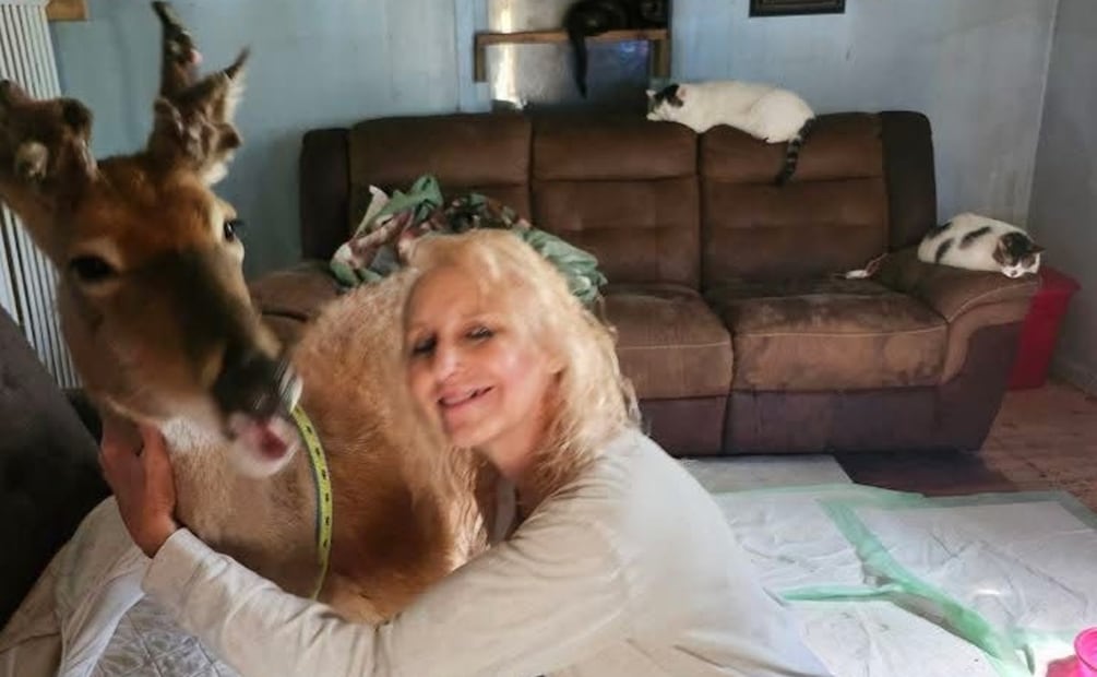 Fallece la activista Jodi Proger tras ser atacada por un venado que había rescatado. Foto: Redes sociales