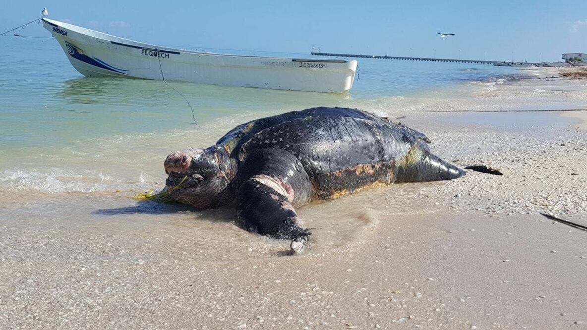 Foto: Cuauhtémoc Moreno Cabrera