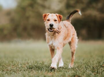 Huesos y otros alimentos que NO debes darle a tu perro
