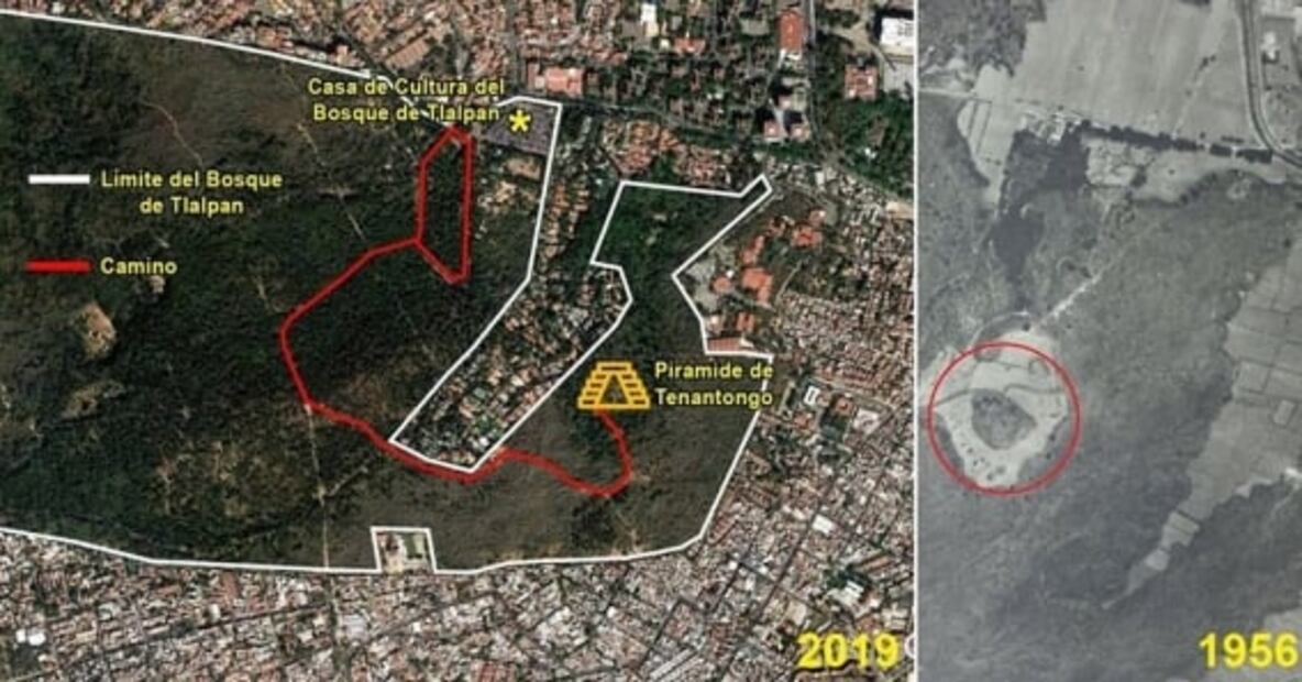 El bosque que nació por una fábrica de papel
