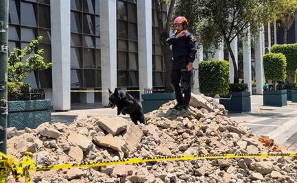 Simulacro Nacional 2025: Togo y Donovan, binomio canino de Bomberos de CDMX logran rescate exitoso; localizan a lesionado en 3 minutos
