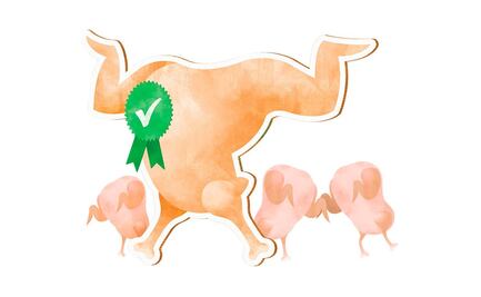 Alertan por comida orgánica falsa: ¿cómo evitar engaños?