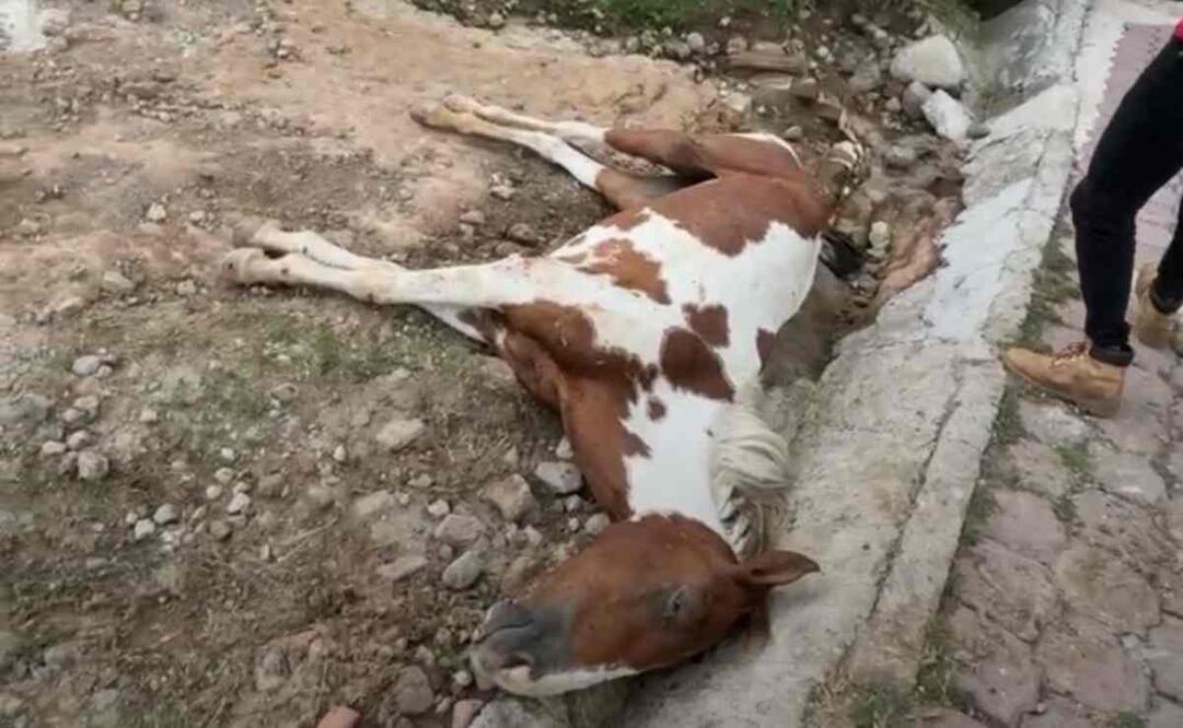 Vecinos piden que Propaem y Fiscalía investiguen el rancho donde tenían a esta yegua, pues en el lugar presuntamente tienen más animales en condiciones de abandono. Foto: Especial