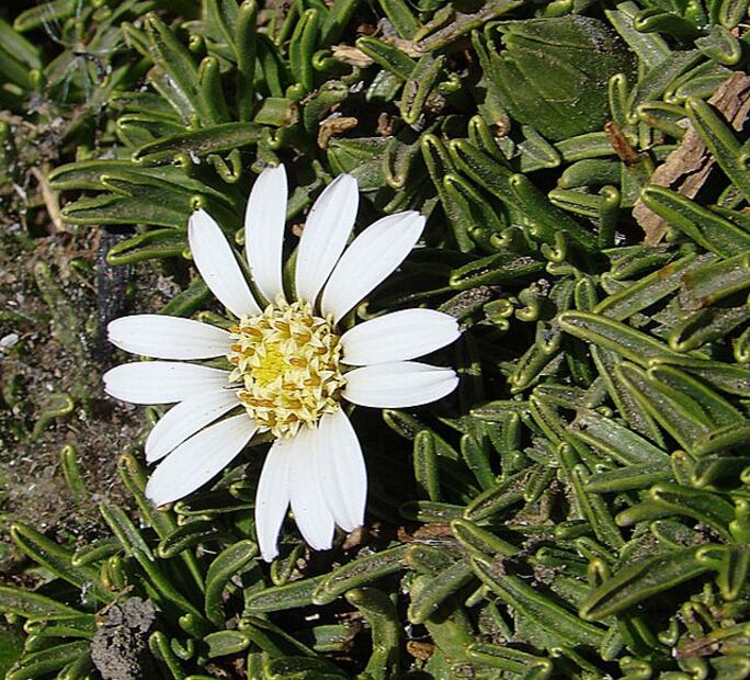 La pupusa se cultiva en las altas montañas de Perú, Chile y Argentina, destacando por sus propiedades terapéuticas. Foto: Wikimedia Commons